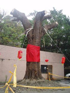 當日「身著」紅綵春衣的刺桐。