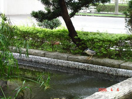 伸長脖子成獵食之姿