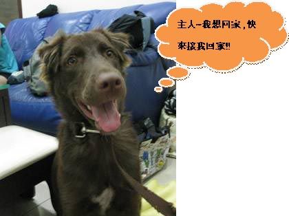 阿呆尋親記。