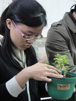 學生學習照料小盆栽