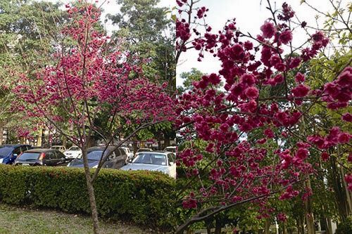 山櫻花