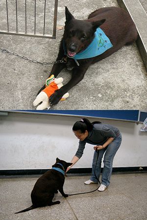 小黑訓練中