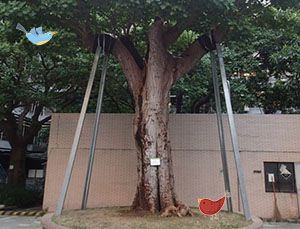養護後刺桐