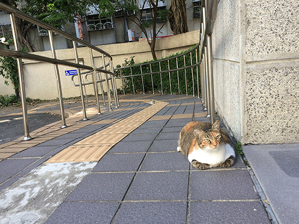 貓Seven